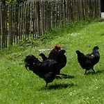La Petite Bardouillère *