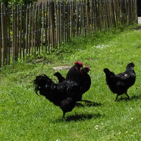 La Petite Bardouillere *