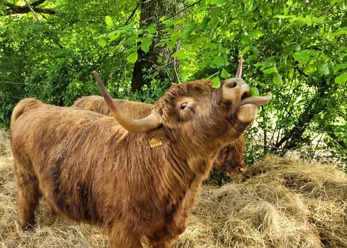 La Petite Bardouillère Hébergement de vacances